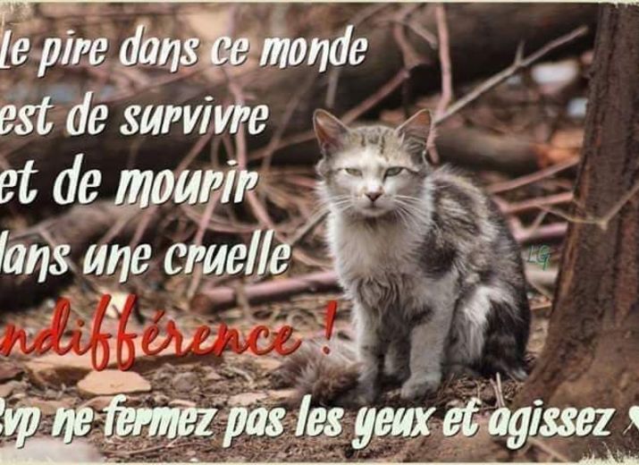 URGENCE CHATS