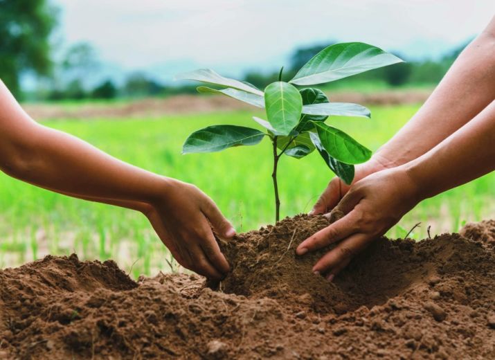 Je plante votre arbre, suivez son évolution, venez lui rendre visite!