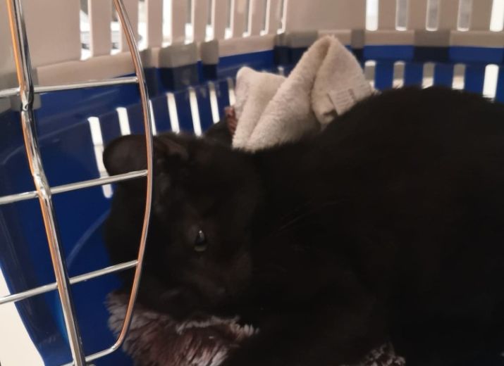 Jiji ears <3