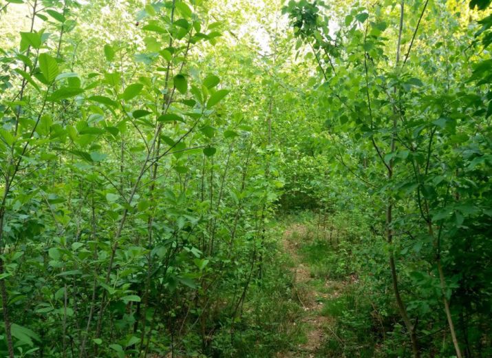 Une mini forêt à Thimister