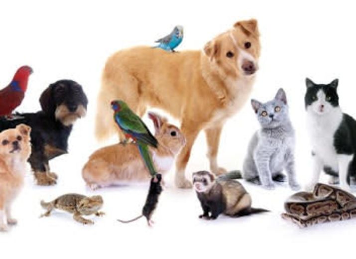 Cagnotte Salon des métiers autour des animaux