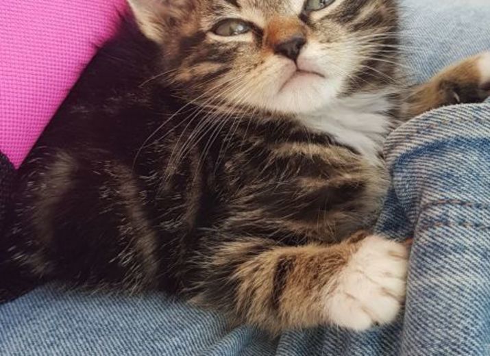 Cagnotte Aidez Moi A Financer L Operation Prolapsus De Ce Petit Chaton Sauve De La Rue Leetchi Com Cagnotte Aidez Moi A Financer L Operation Prolapsus De Ce Petit Chaton Sauve De La Rue Leetchi Com