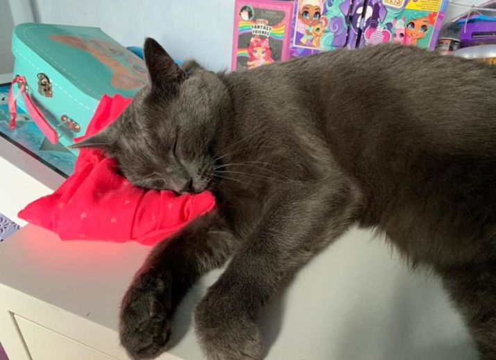 Pour venir en aide à Berlioz le Chat et sa Maîtresse qui sont dans le besoin