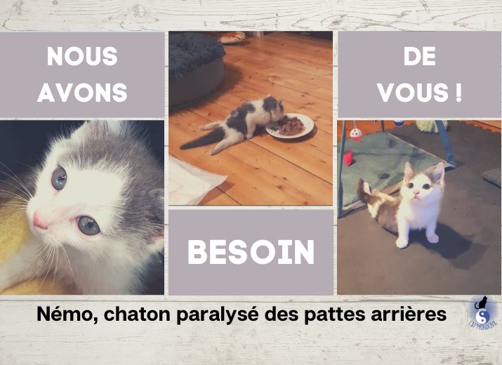 NEMO A BESOIN DE VOUS POUR SON CHARIOT