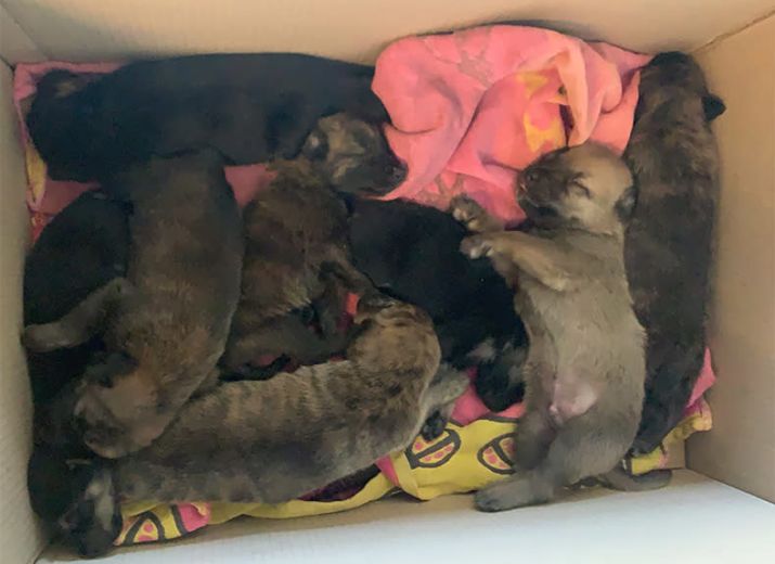 8 chiots abandonnés dans un sac de croquettes