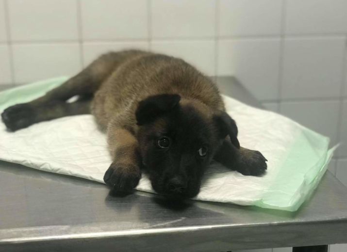 Le pauvre chiot battu