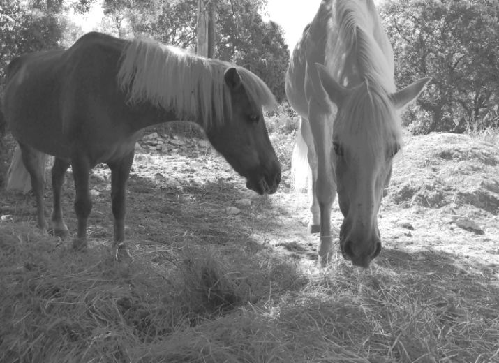 Aide à la création d'un nouvel espace pour chevaux en retraite ou maltraités