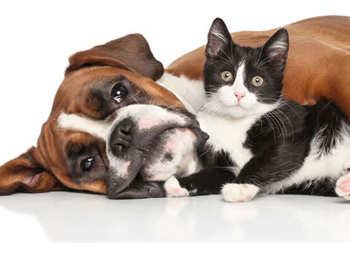 Aidez nos animaux !