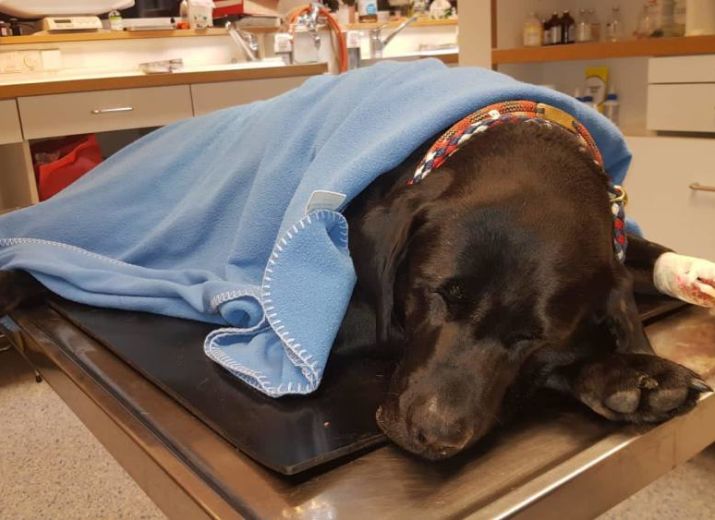 Therapiehund Amy benötigt Hilfe