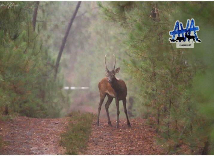 Soutenez AVA-Rambouillet