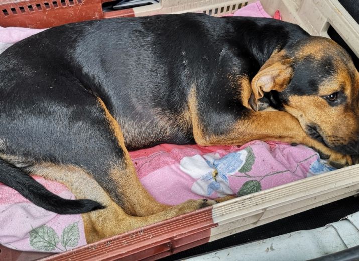 ROCCO, chiot de 4 mois, 2 pattes avant cassées à réparer d'urgence...