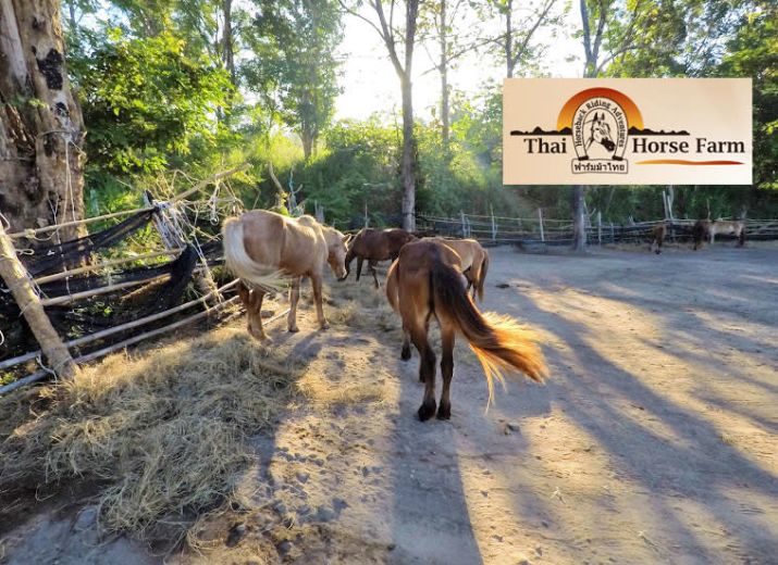 Une famille et leurs chevaux ont faim... il faut les sauver !