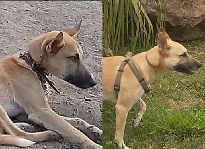 Donnons une nouvelle vie à GAMBOY (ex COLSON)