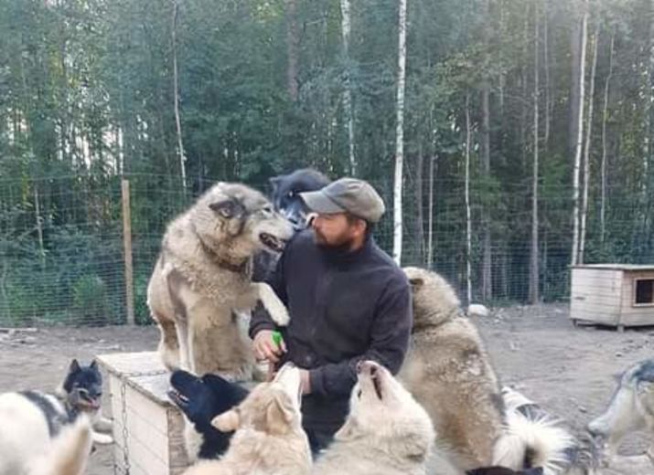 Saving the 45 Polar Dogs of Nordicdreams from the COVID