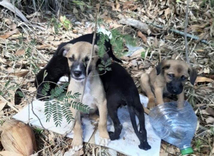 Chiots abandonnés à la Technopole - Parvovirose