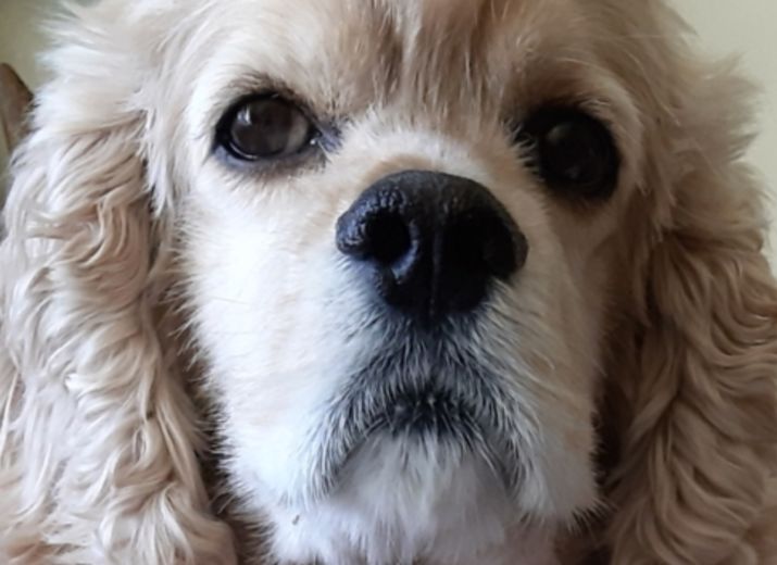 Pourquoi mon chien doit-il faire opérer