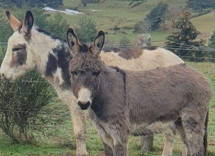 Urgent Sauvetage CADICHON et POLUX: 2 ânes qui ne demandent qu'à vivre