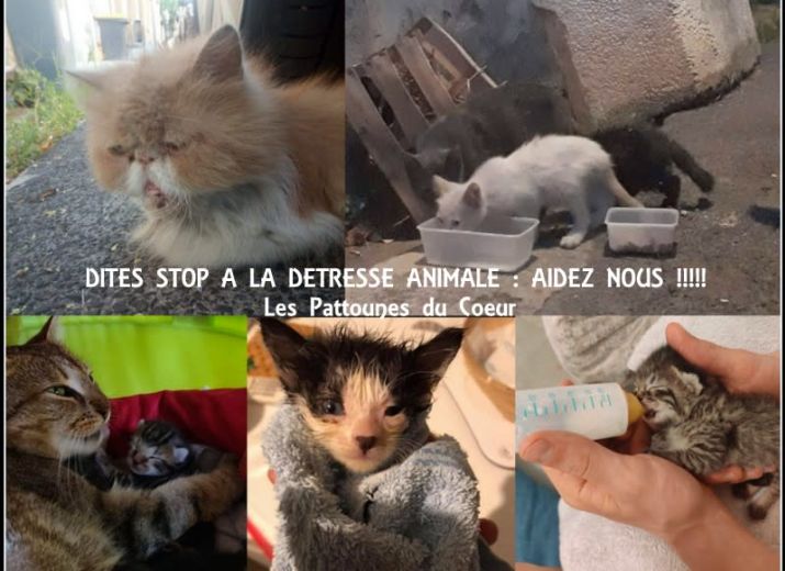 APPEL A L'AIDE DES PATTOUNES