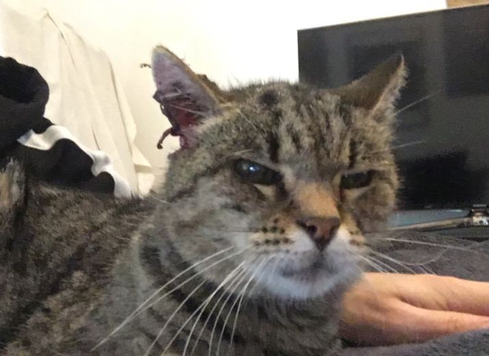 Cagnotte Pour M Aider A Financer L Operation Du Cancer A L Oreille D Un Chat Errant Que J Ai Recueilli Leetchi Com