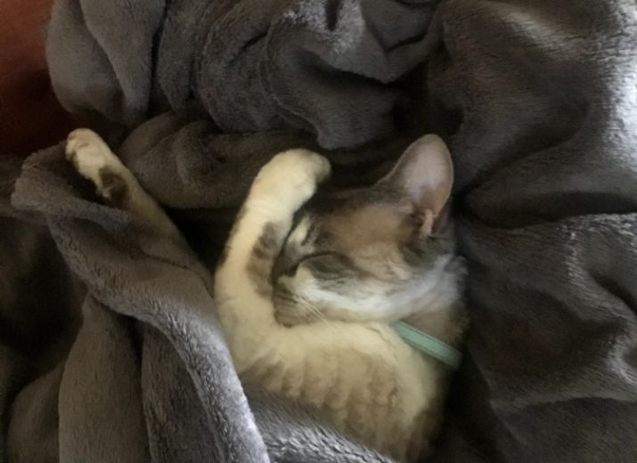 chat rencontre australie