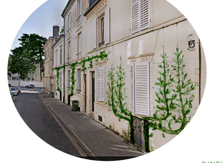 CAVES VERTES POUR TOUS ! Participez à la végétalisation de rues