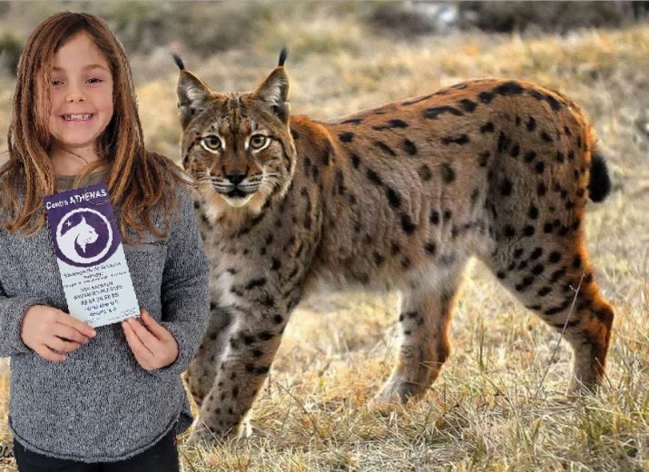 Dehlia aide le lynx