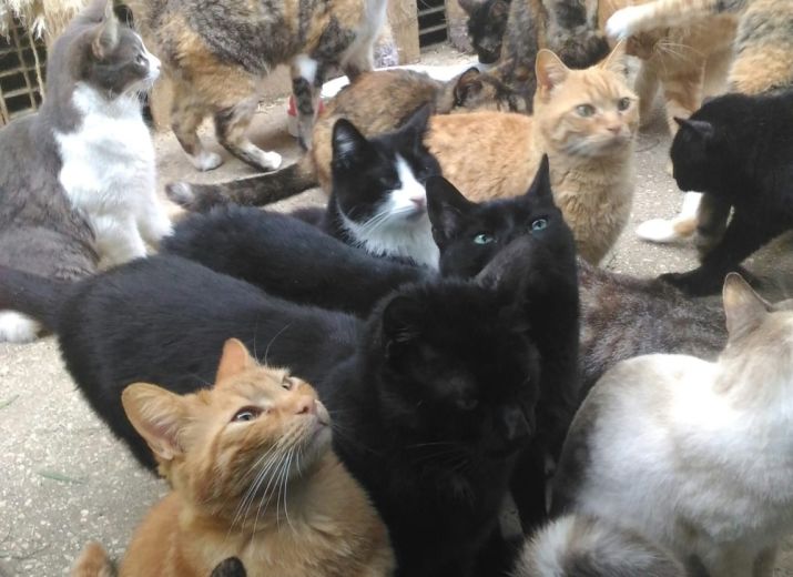 150 cats need an new home