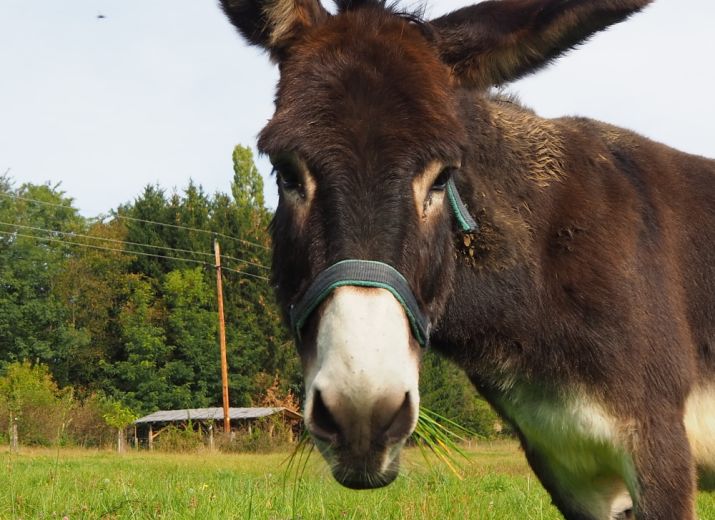 DonkeyDonations