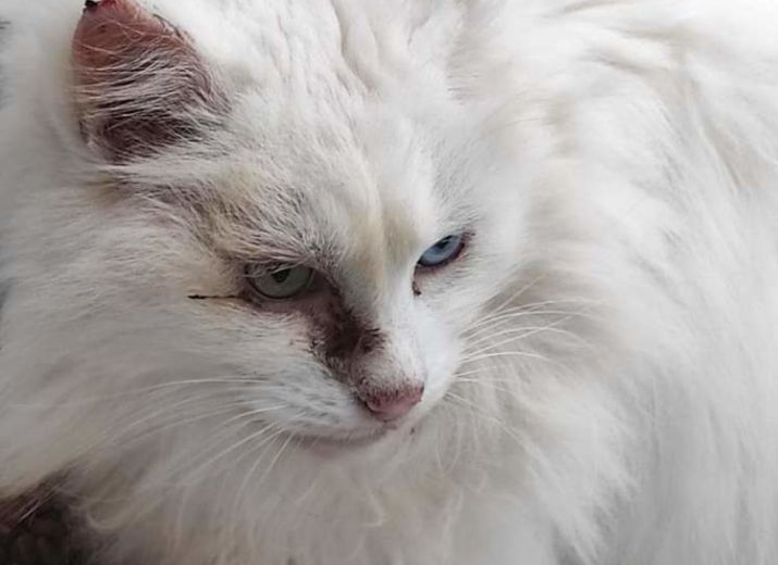 Cagnotte Une Operation Pour Coton Leetchi Com Cagnotte Une Operation Pour Coton Leetchi Com