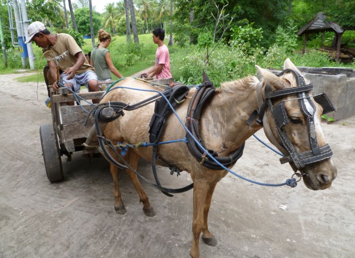 Support Gili Island ponies