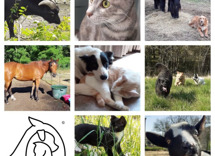 Cagnotte Nouvelle Vie Animaux 2021
