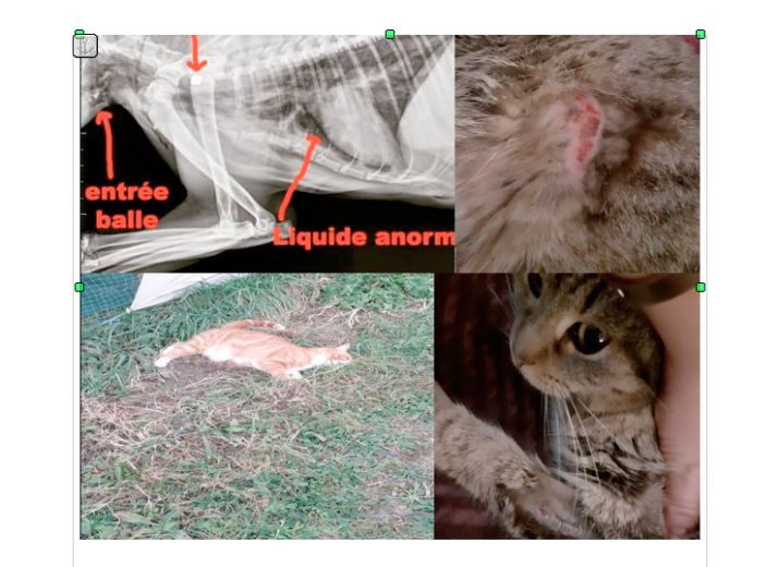 Acte volontaire sur mes chats