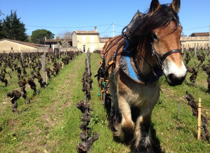 Un cheval dans les vignes