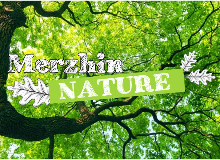 Merzhin Nature - Grimpe d'arbre et éducation à l'environnement