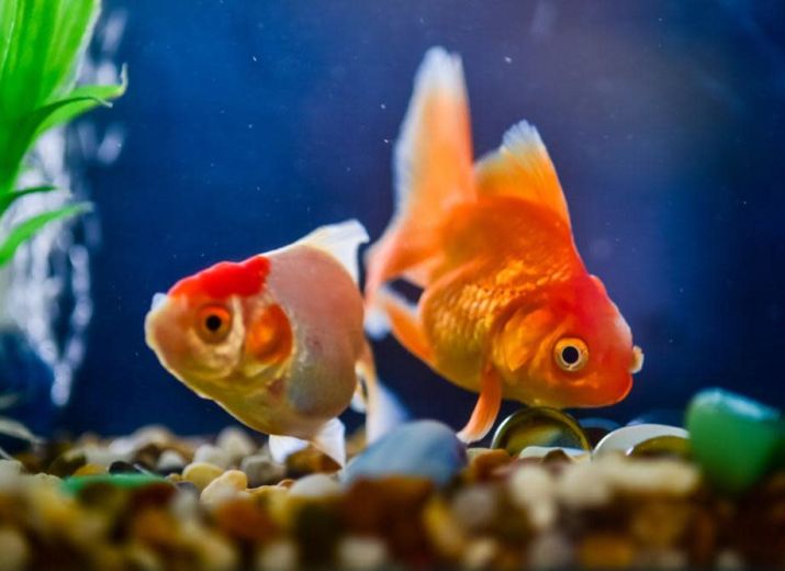 Aquarium Additives