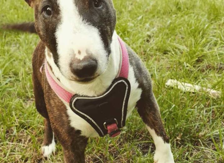 Spendenaktion für Mini Bullterrier Juice die einen Tumor hat