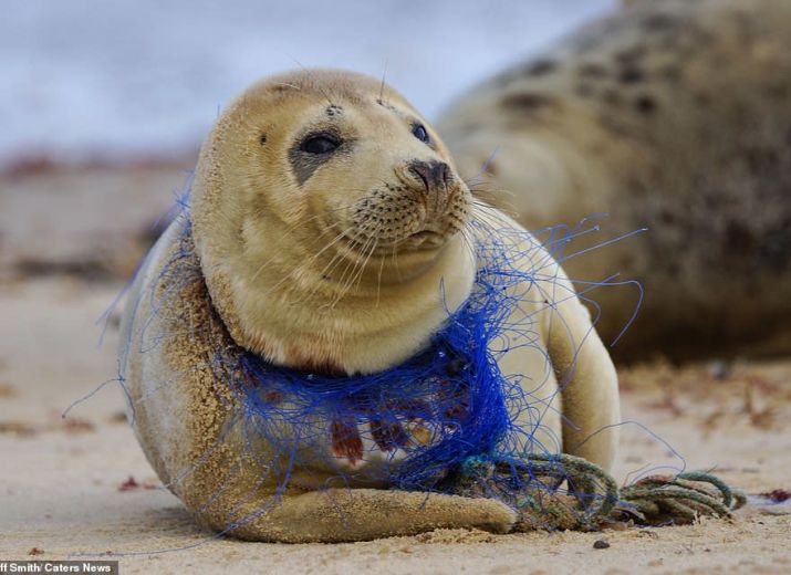 Clip animé sur les déchets plastiques dans les océans
