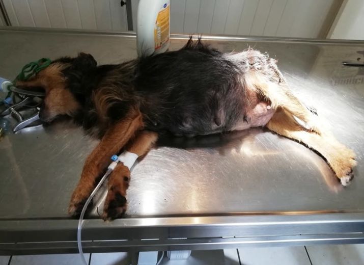 Urgence césarienne pour une chienne avec chiot coincé