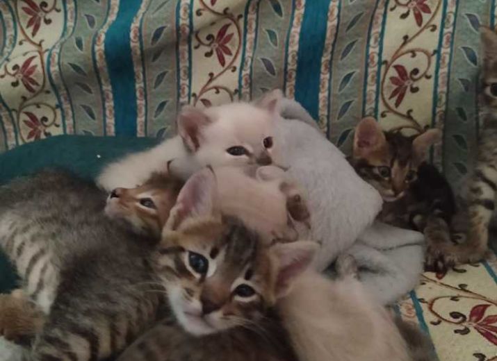 Money Pot Impfung Kastration Fur 4 Kitten Leetchi Com