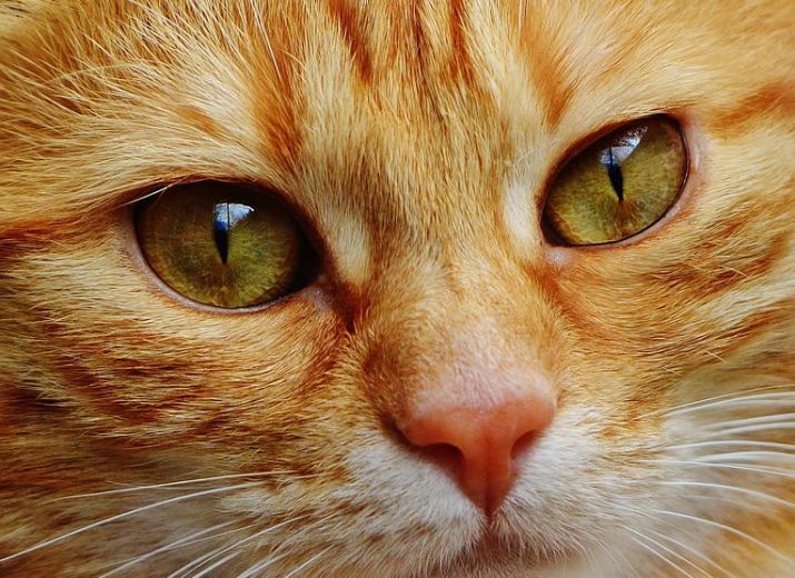 Pour SOS P'tits Museaux - Chats en détresse