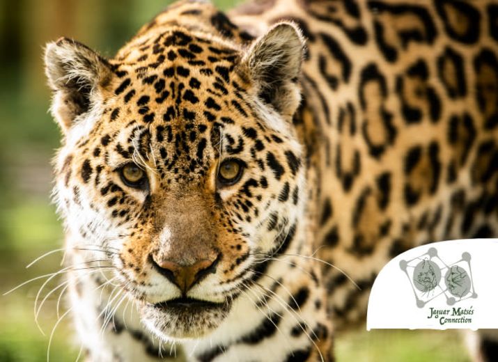 Save the jaguar and help the Matsés tribe in Amazonia !