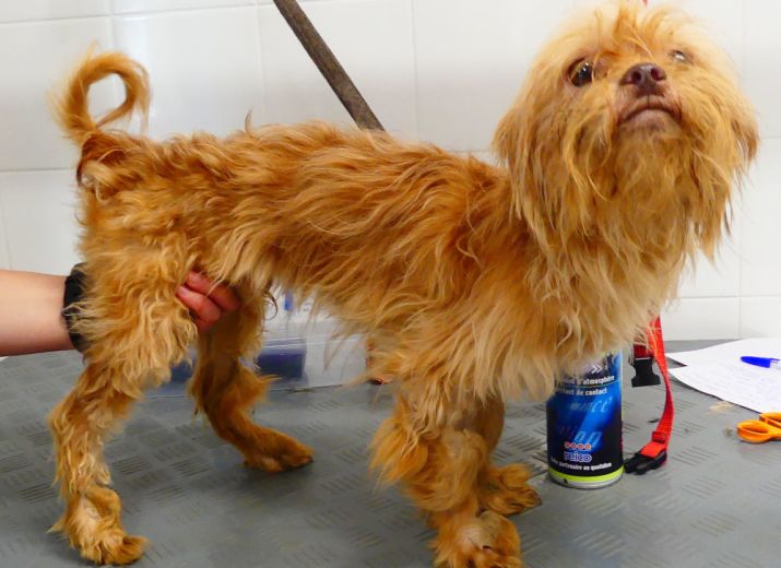 SOS sauvetages de chiens négligés
