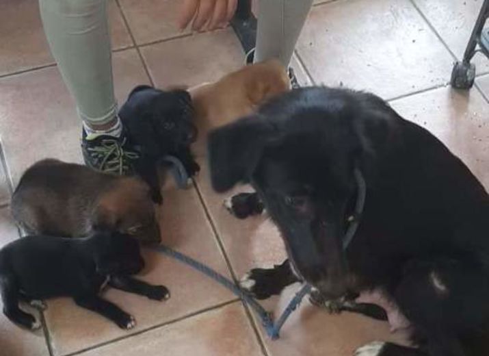 La pension pour sauver maman et 4 bébés
