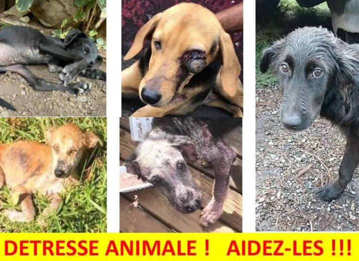 DETRESSE ANIMALE - LA REUNION