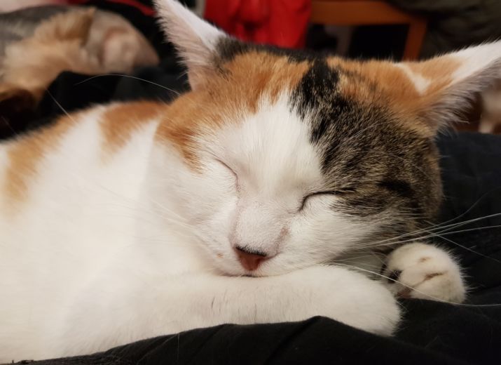 Opération de Tatachat