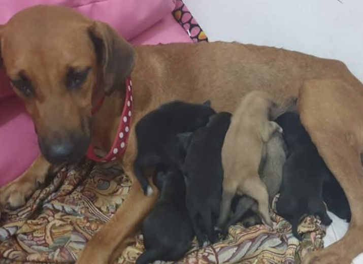 MAMAN ET SES 9 BB À SÉCURISER EN URGENCE