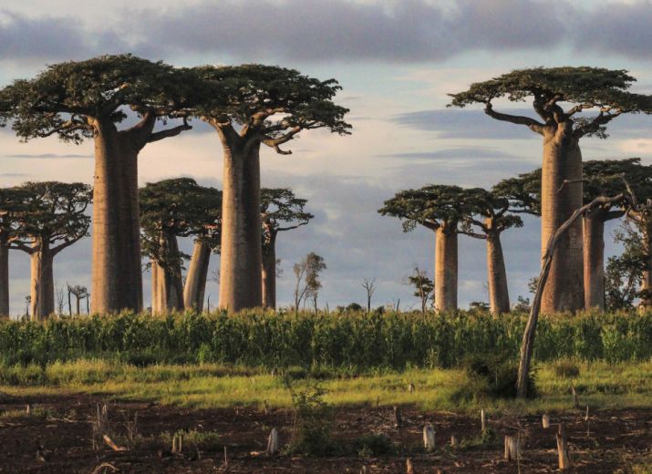 SAUVONS LES BAOBABS
