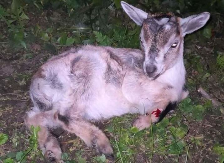 Pour les soins d'un petit chevreau