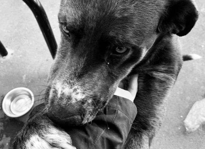 Aider à la mise en place de soin pour les chiens des personnes sans abri
