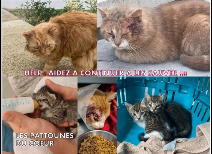 APPEL A L'AIDE DES PATTOUNES